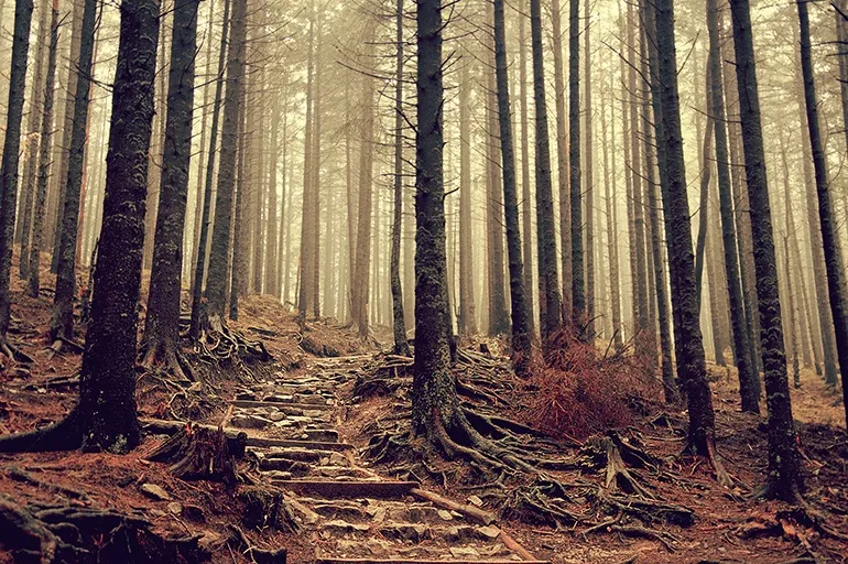 Le bonheur de courir en forêt
