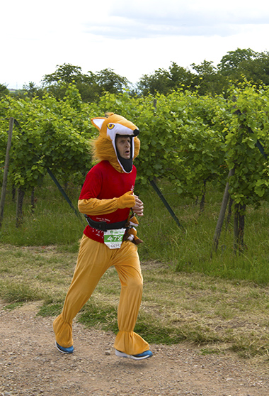 Un renard courant le semi-marathon du vignoble d'Alsace, normal