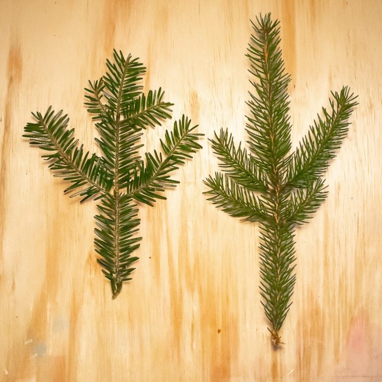 Différencier le sapin des Vosges de l'épicea